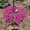 Portulaca Nano Purple - Image 2