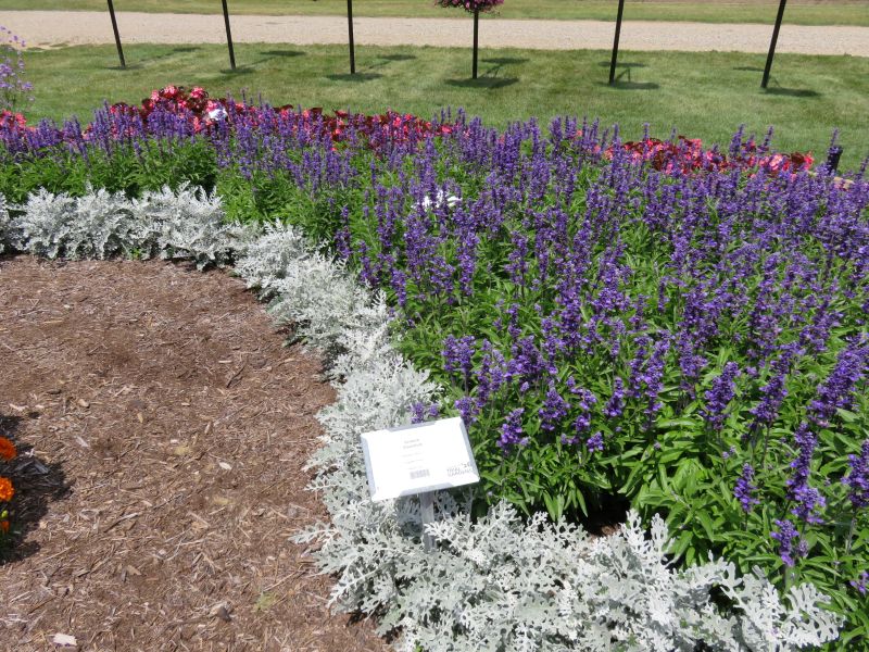 Salvia Evolution Violet - Image 3