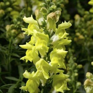 Snapdragon Snaptastic Yellow