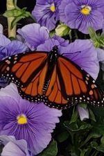 Monarch on the fall pansy
