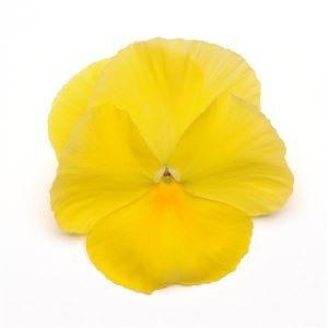 Pansy Spring Matrix Lemon