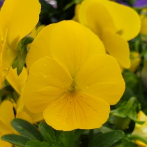Viola Sorbet Yellow