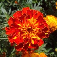 Marigold Super Hero Harmony