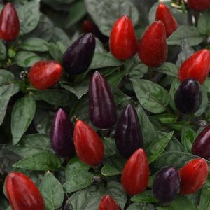 Pepper, ornamental Acapulco Purple XP