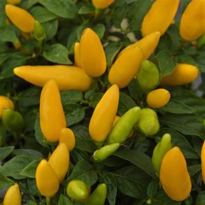 Pepper, ornamental Acapulco Yellow XP