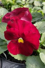 Pansy Delta Pure Rose 3.7.23 1