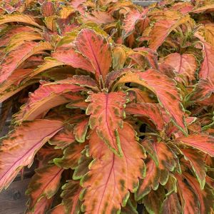 Coleus Premium Sun Coral Candy