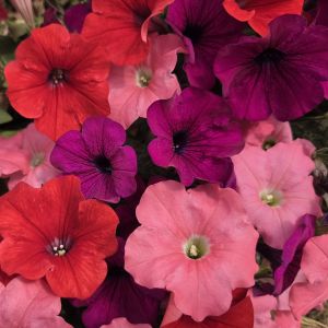 Petunia South Beach Mix