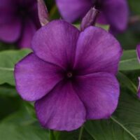 Vinca Tattoo Blueberry Vinca Tattoo Blueberry