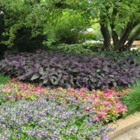 Strobilanthes Persian Shield - Image 7