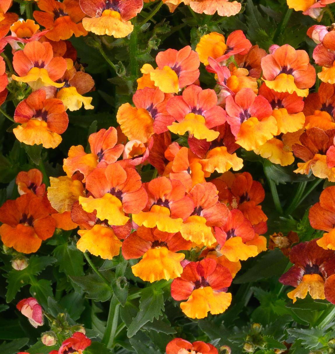 Nemesia Nesia Tangerine