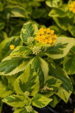Lantana Samantha Lantana Samantha