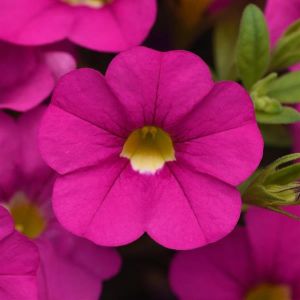 Calibrachoa Cabaret Pink