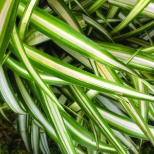 Chlorophytum, Green Edge (Spider Plant)