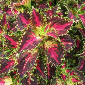 Coleus TerraScape Royal Delight