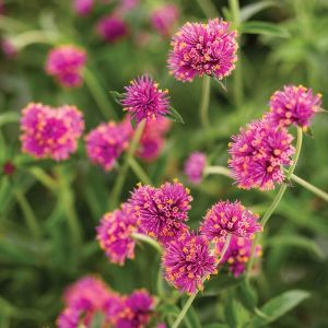 Gomphrena Truffula Pink