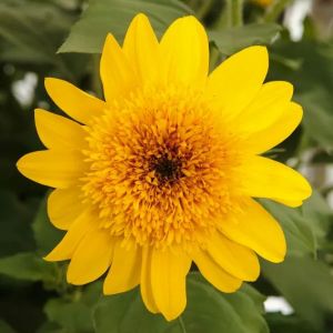 Helianthus Sunfinity Double Yellow