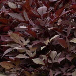 Ipomoea (Sweet Potato) SolarPower Red