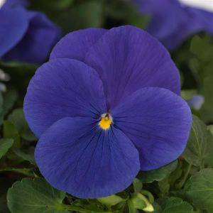 Pansy Matrix True Blue