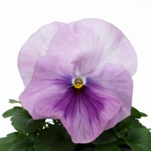 Pansy Spring Matrix Pink Shades