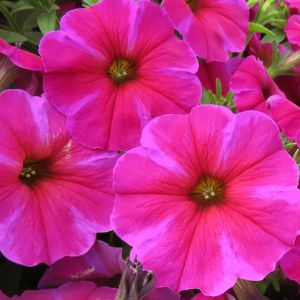 Petchoa SuperCal Premium Rose Star