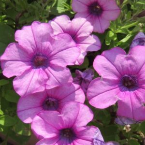 Petunia Headliner Crystal Pink