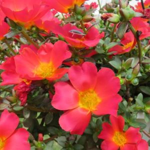 Portulaca RioGrande Red