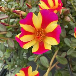 Portulaca RioGrande Raspberry Lemonade