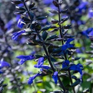 Salvia Salgoon Lake Blueberry