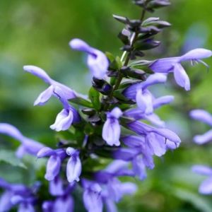 Salvia Salgoon Lake Como