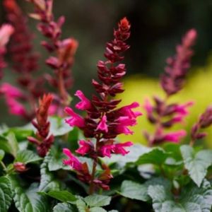 Salvia Salgoon Lake Flamingo