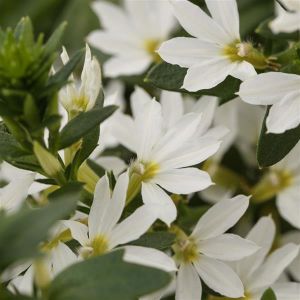 Scaevola Fanatix White