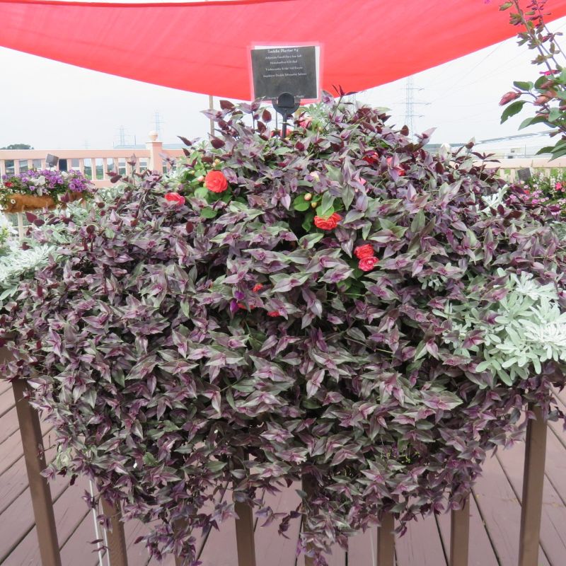 Tradescantia Bridal Veil Purple - Image 2