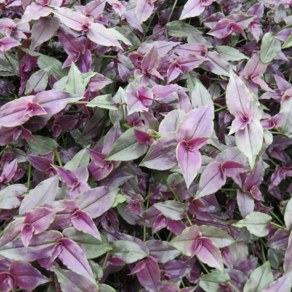 Tradescantia Bridal Veil Purple