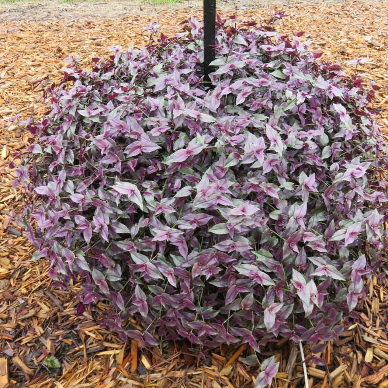 Tradescantia Bridal Veil Purple - Image 3