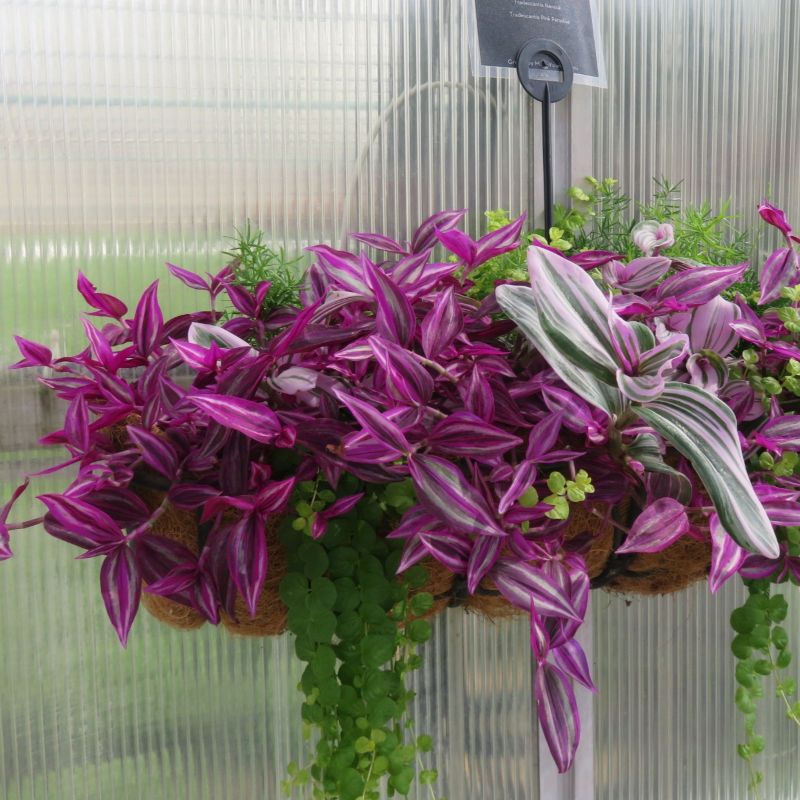 Tradescantia Pink Paradise - Image 3