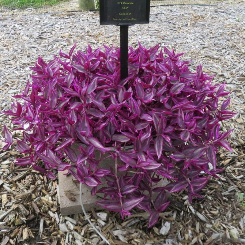 Tradescantia Pink Paradise - Image 2