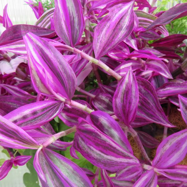 Tradescantia Pink Paradise