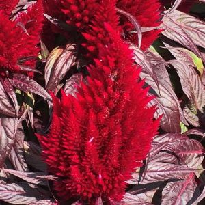 Celosia Floriosa Red Dark Leaf