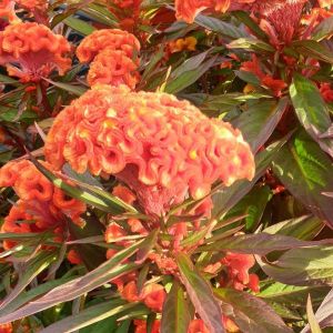 Celosia Twisted Orange Dark Leaf