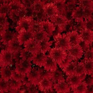 Hardy Garden Mum Cynthia Scarlet