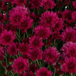 Hardy Garden Mum Elizabeth Dark Pink
