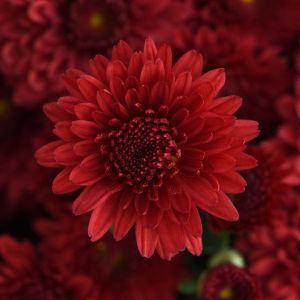 Hardy Garden Mum Eternal Red