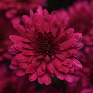 Hardy Garden Mum Venus Purple