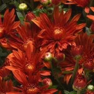 Hardy Garden Mum Zuma Orange