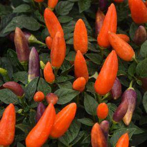 Pepper, ornamental Acapulco Multicolor Orange XP