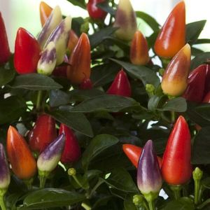 Pepper, ornamental Acapulco Multicolor Red XP