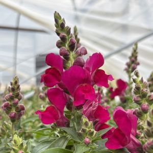 Snapdragon Snapshot Burgundy
