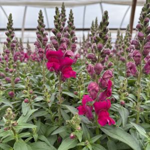 Snapdragon Snaptastic Magenta