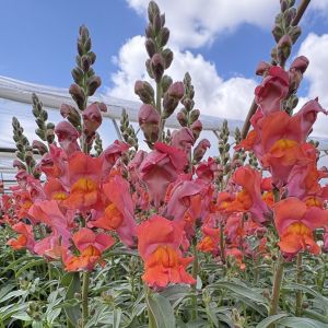 Snapdragon Snaptastic Orange Flame